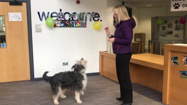 Nora - the Sunderland canine who brought a medal back from Crufts