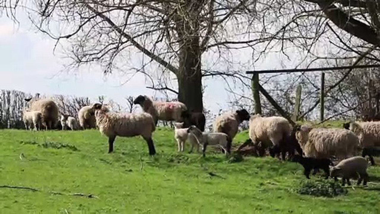 Animals In A Farm