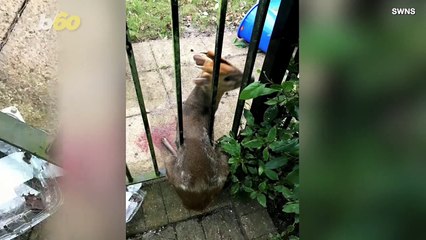 Oh Deer! Baby Deer Freed by Animal Specialist With the Help of Some Dish Soap