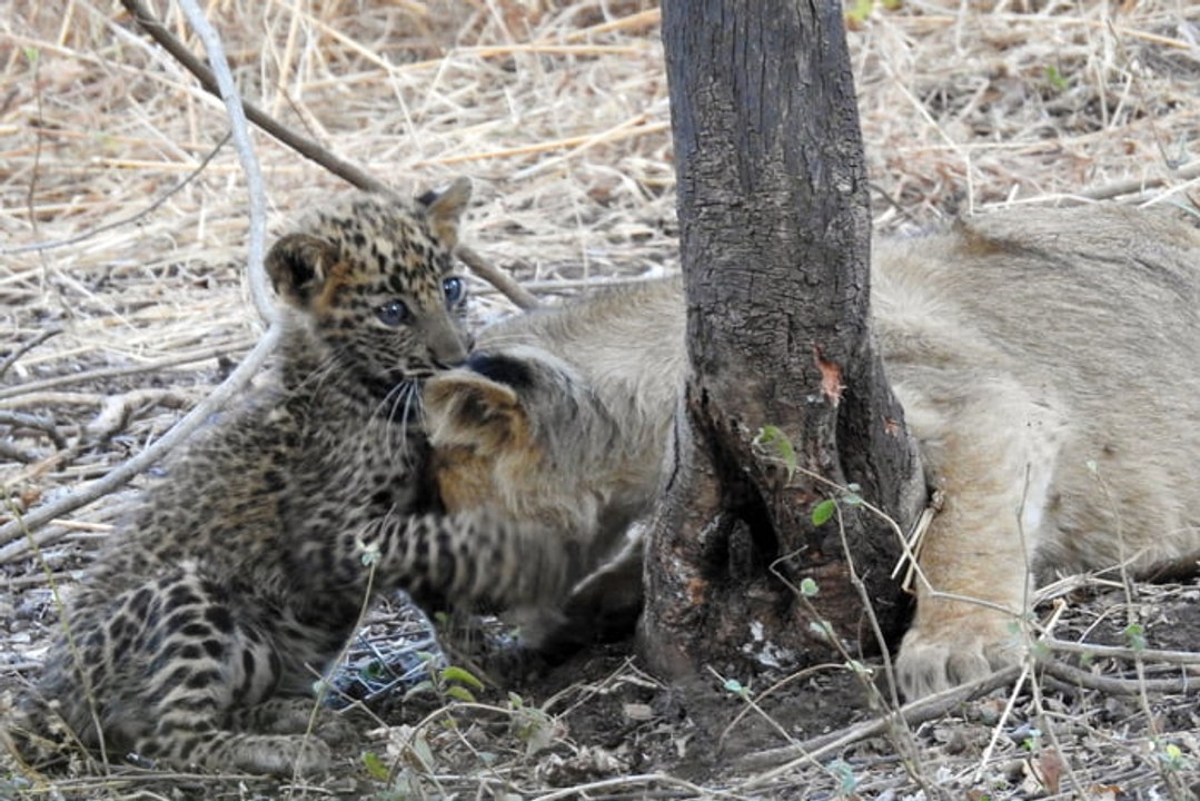 Cette lionne a adopté un bébé léopard  orphelin et l’a élevé comme son enfant
