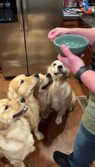 Dogs Eagerly Awaiting Their Air Treats