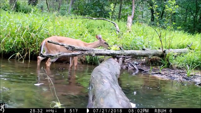 Un homme de Pennsylvanie capture tous les horizons en traversant un pont en bois rond