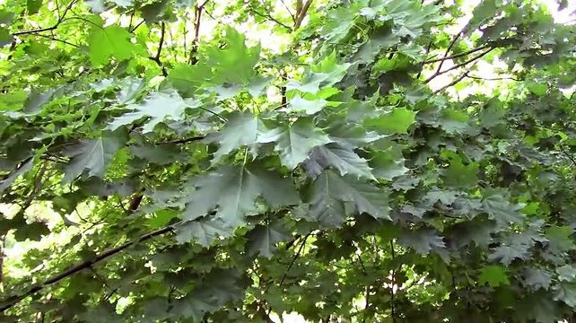 Uplifting inspirational video