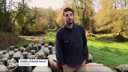 Agriculture : mieux traiter les animaux