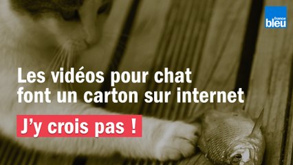 Video J Y Crois Pas Les Videos Pour Chat Font Un Carton Sur Internet