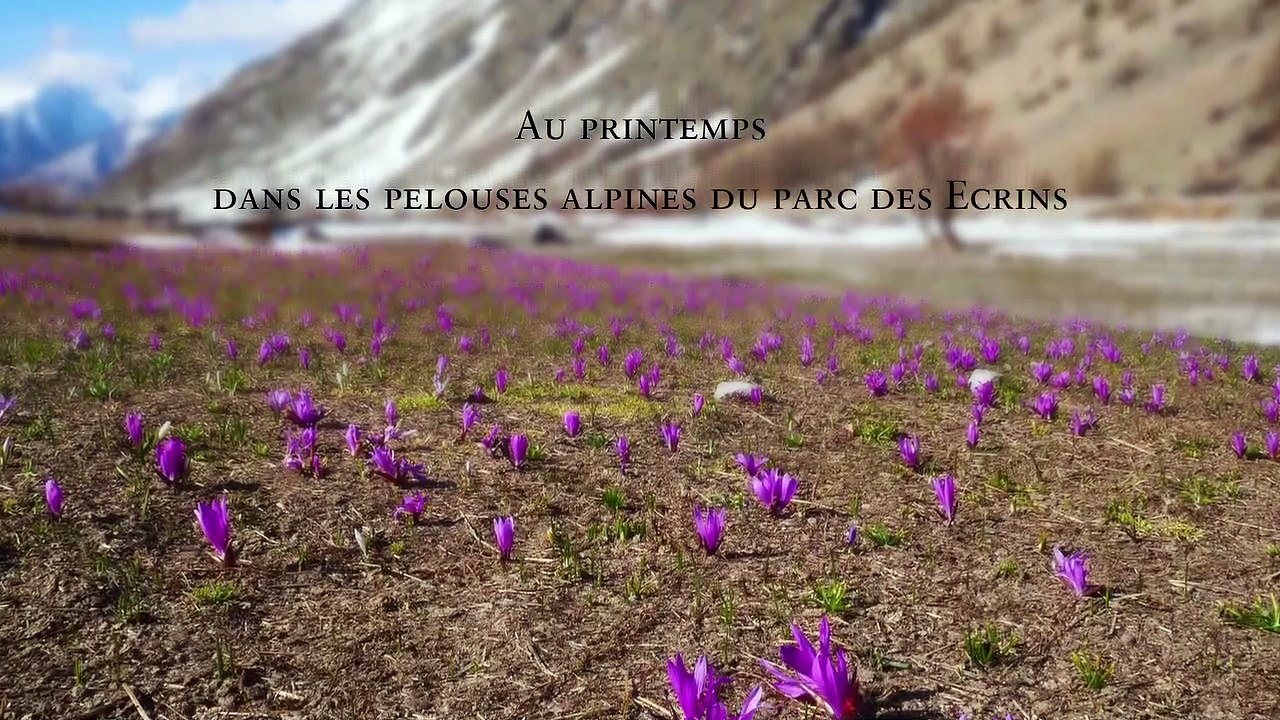 [CARNET DE SAISON] Crocus et colchiques du printemps