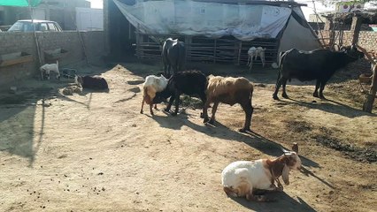 The buffalo child is drinking goat's milk.