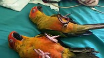Parrots sleep on their backs next to each other