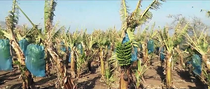 Visita del presidente del Cabildo de Tenerife, Pedro Martín, a las zonas más afectadas del norte de la Isla tras los incendios y el temporal recientes