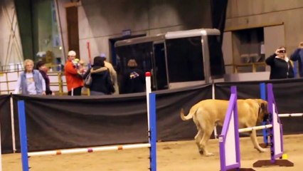 下载视频: Lors d’un concours d’agilité canine, un chien de race mastiff réalise le parcours à son rythme.