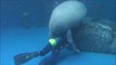 Un lamantin vient demander un calin à ce plongeur qui nettoie son aquarium