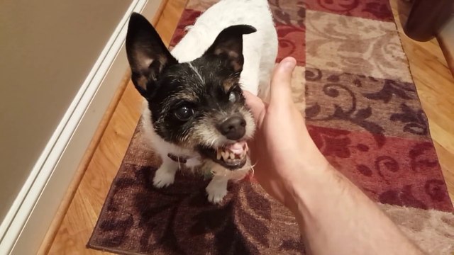 Ce chien est tellement moche : un vrai gremlins