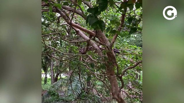 Aluna flagra cobra em árvore na Ufes