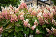 ‘Strawberry Sundae’ Hydrangeas are Pretty in Pink