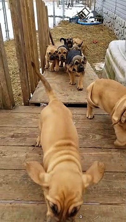 Parade of Bloodhound Puppies