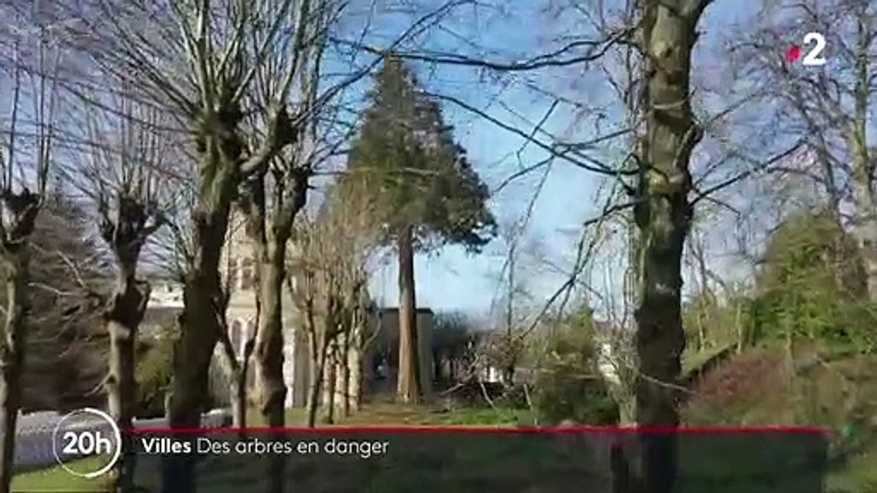 Environnement : des arbres mis en danger par les projets immobiliers