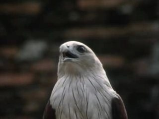 Kickboxer (1989) - Entrainement