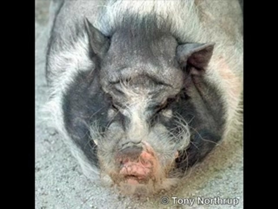Paranormal creatures 2 ( fugly)