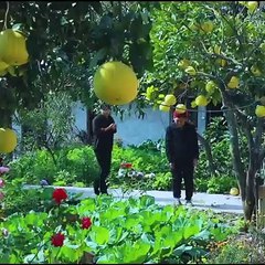 Liziqi Tasty - Crabs Recipes