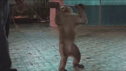 MONKEY FORCED TO WEIGHT LIFT FOR TOURISTS IN PHUKET