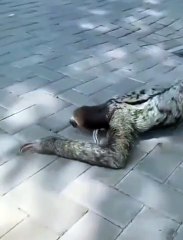 Earth New Animal. Earth New Animal video. New Funny video.