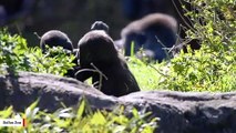 These Gorilla Siblings Love To Wrestle