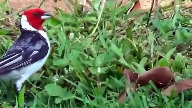 Birds - singing bird - colorful birds | Nature is Amazing