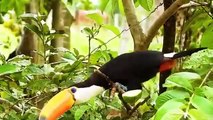 Toucans, Exotic Birds, Toucans Singing, Toucans Singing | Nature is Amazing