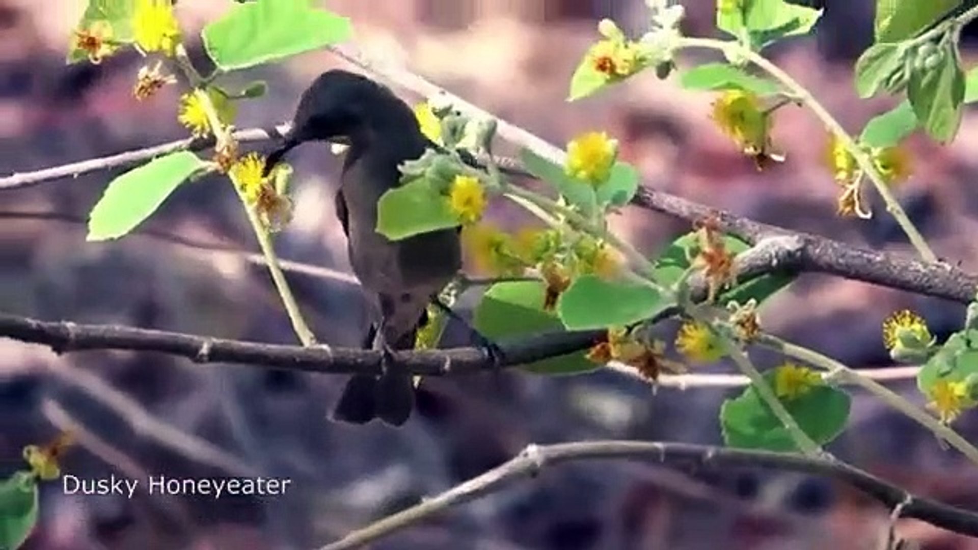 ⁣Free birds in nature, birdsong, Brazilian birds, birds singing - Nature is Amazing