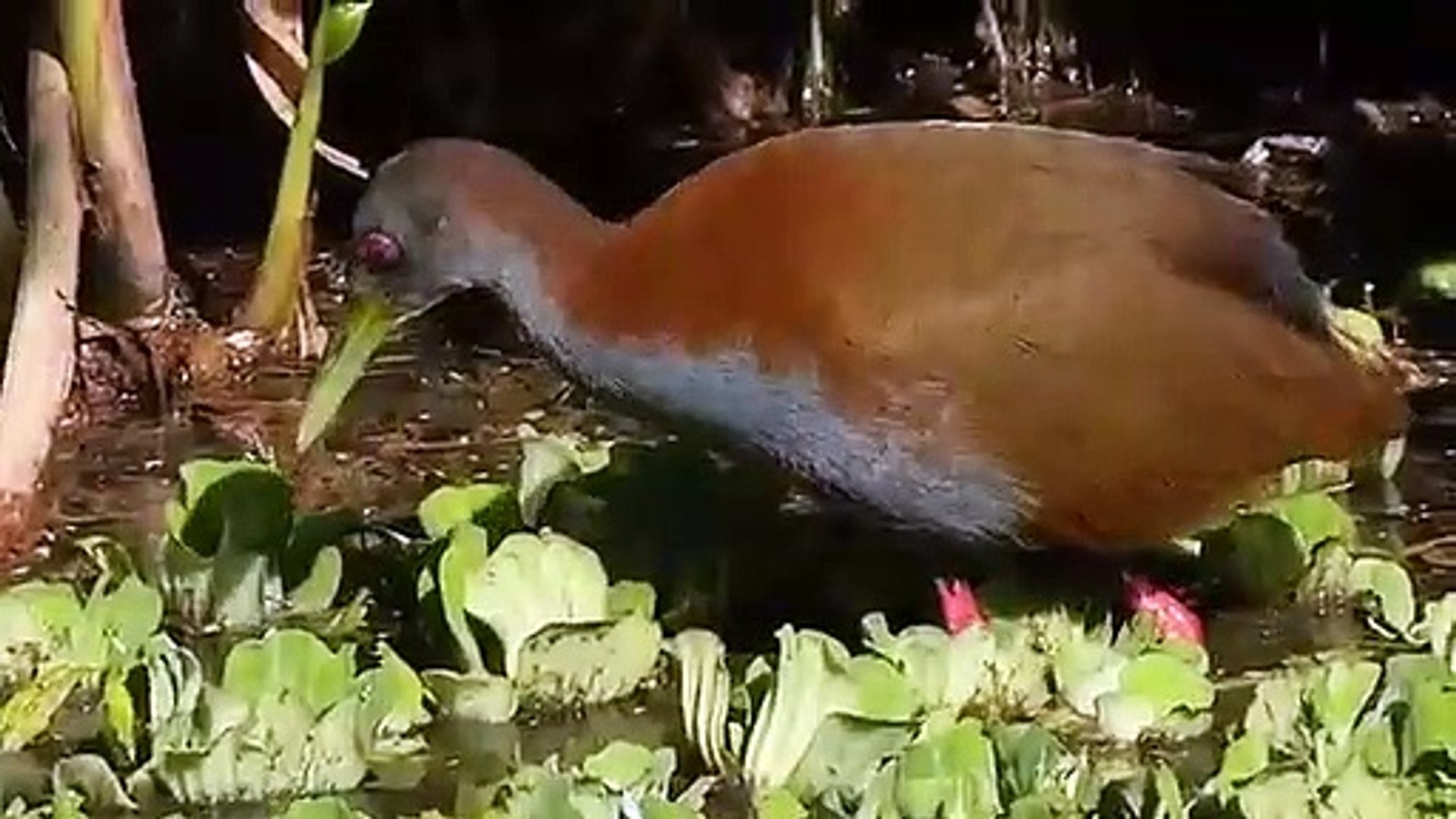 ⁣Saracura singing, Saracura bathing | Nature is Amazing
