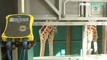 Wie bekommt man eine Giraffe auf die Waage?