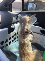 Leur chien disparaît pendant 4 ans et un  beau jour, il est retrouvé... dans un sale état