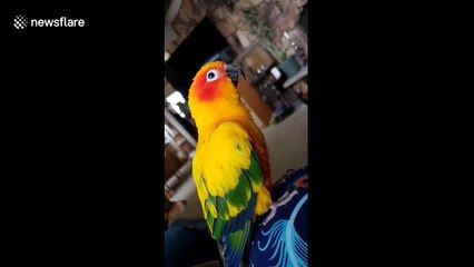 Chirpy sun conure copies owner's hiccups