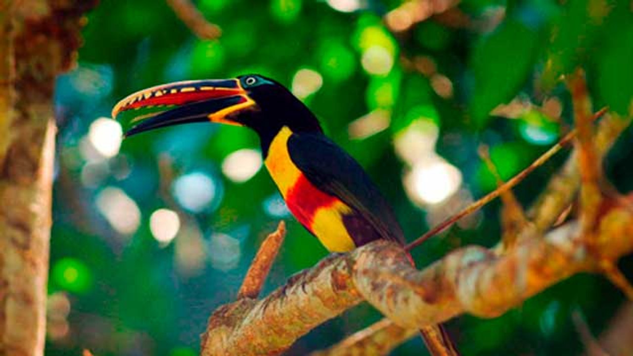 Parque Nacional del Manu