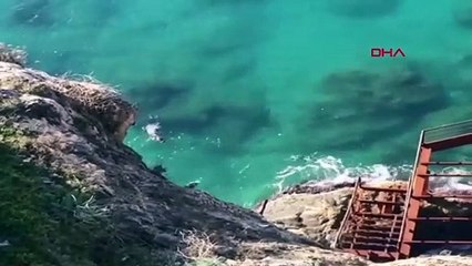 ‘Akdeniz foklarını yatak odasında rahat bırakın’