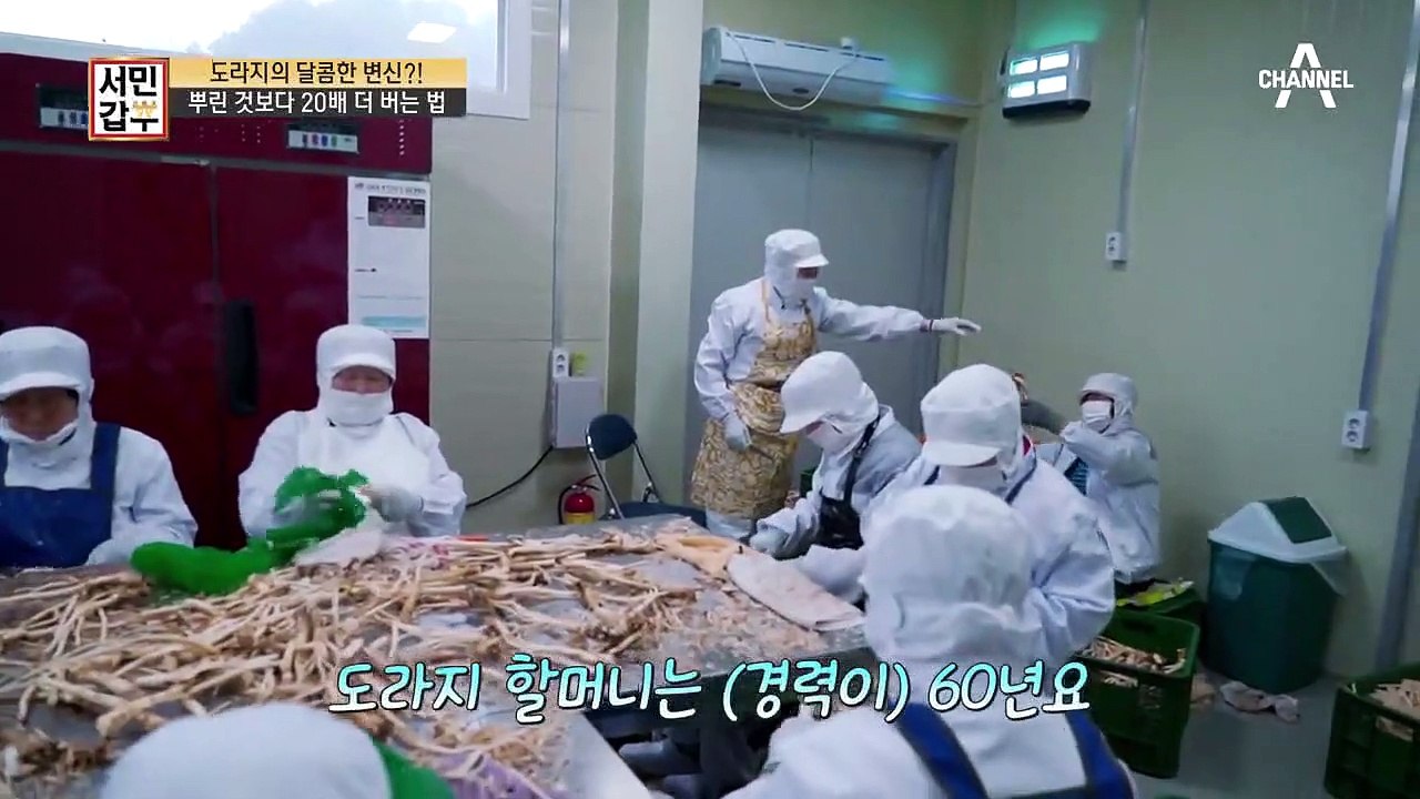 도라지의 달콤한 변신! 뿌린 것보다 20배 더 버는 비법이 있다?!