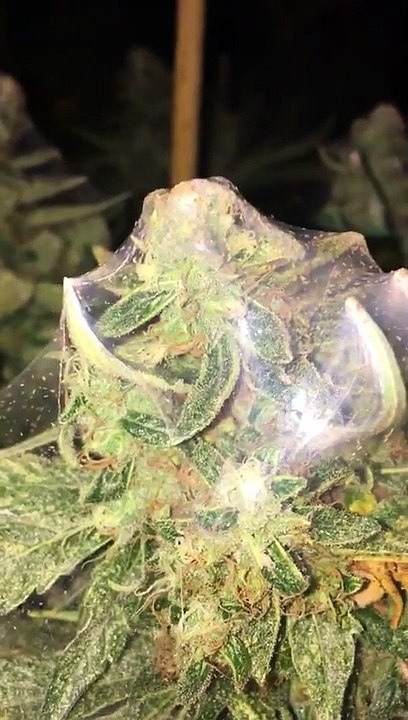 Mites found on cannabis plants in Blackpool