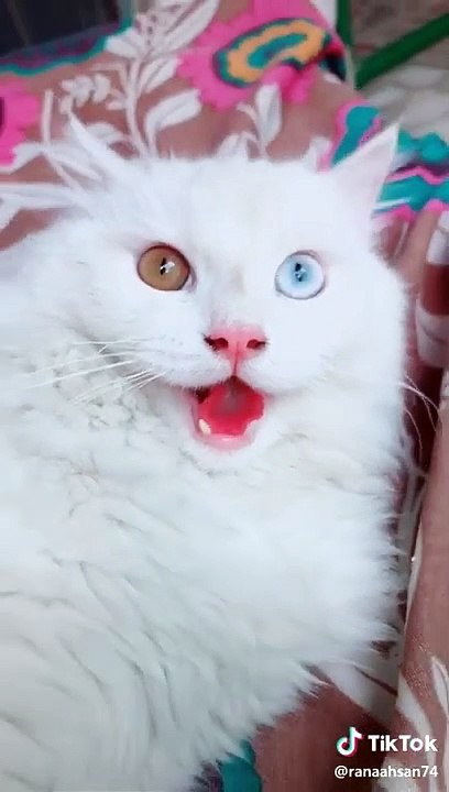 Cat tik tok video - tik tok cat videos cat and dog tik tok videos