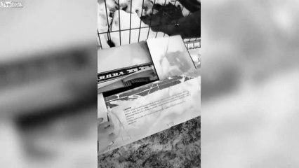 3 bébés ours abandonnés dans un carton !