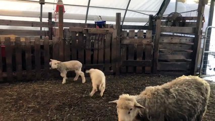 Happy Lambs Hops Around at Feeding Time