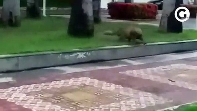 Capivara passeia pelo Centro de Cachoeiro bem perto da prefeitura e da Câmara Municipal