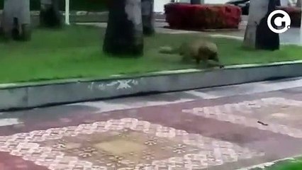 Capivara passeia pelo Centro de Cachoeiro bem perto da prefeitura e da Câmara Municipal