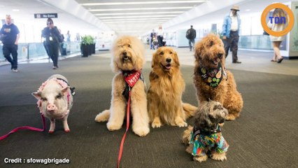 L’aéroport de San Francisco crée une brigade  canine pour que les voyageurs se détendent