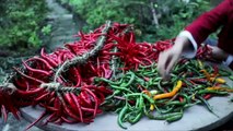 Growing Chili as traditional