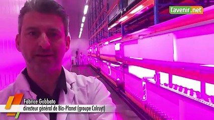 Bio Planet cultive le basilic dans une « ferme verticale »