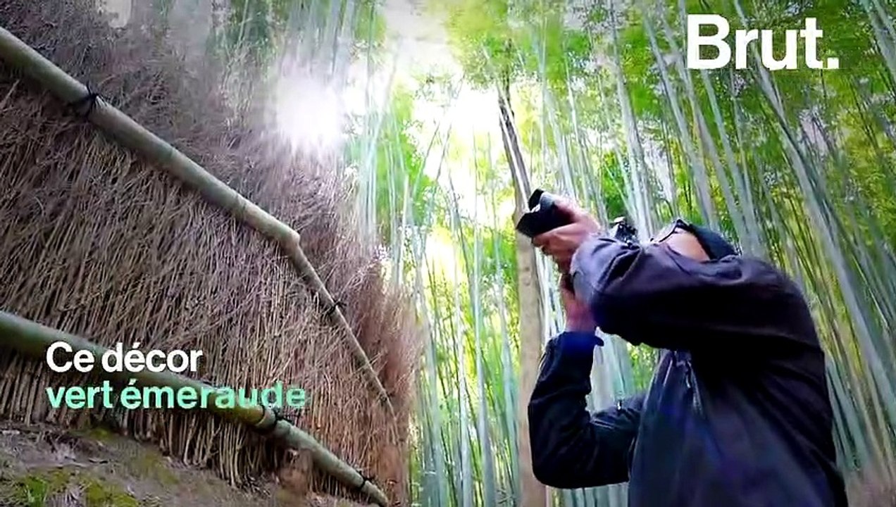 La forêt de Sagano, une expérience visuelle et sonore unique