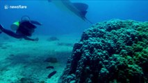 Divers in Australia free manta ray entangled in fishing line after it approached them