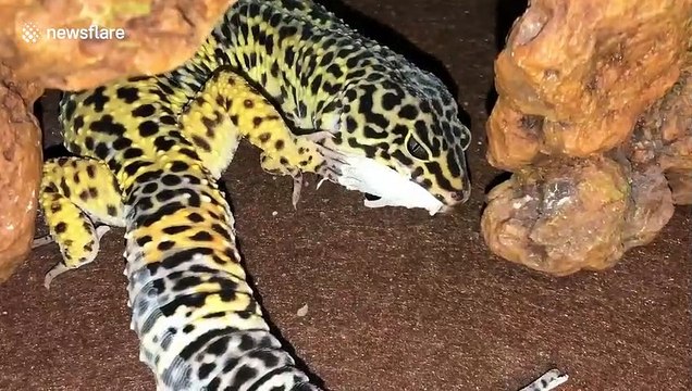 Gecko lizard EATS his own skin after shedding