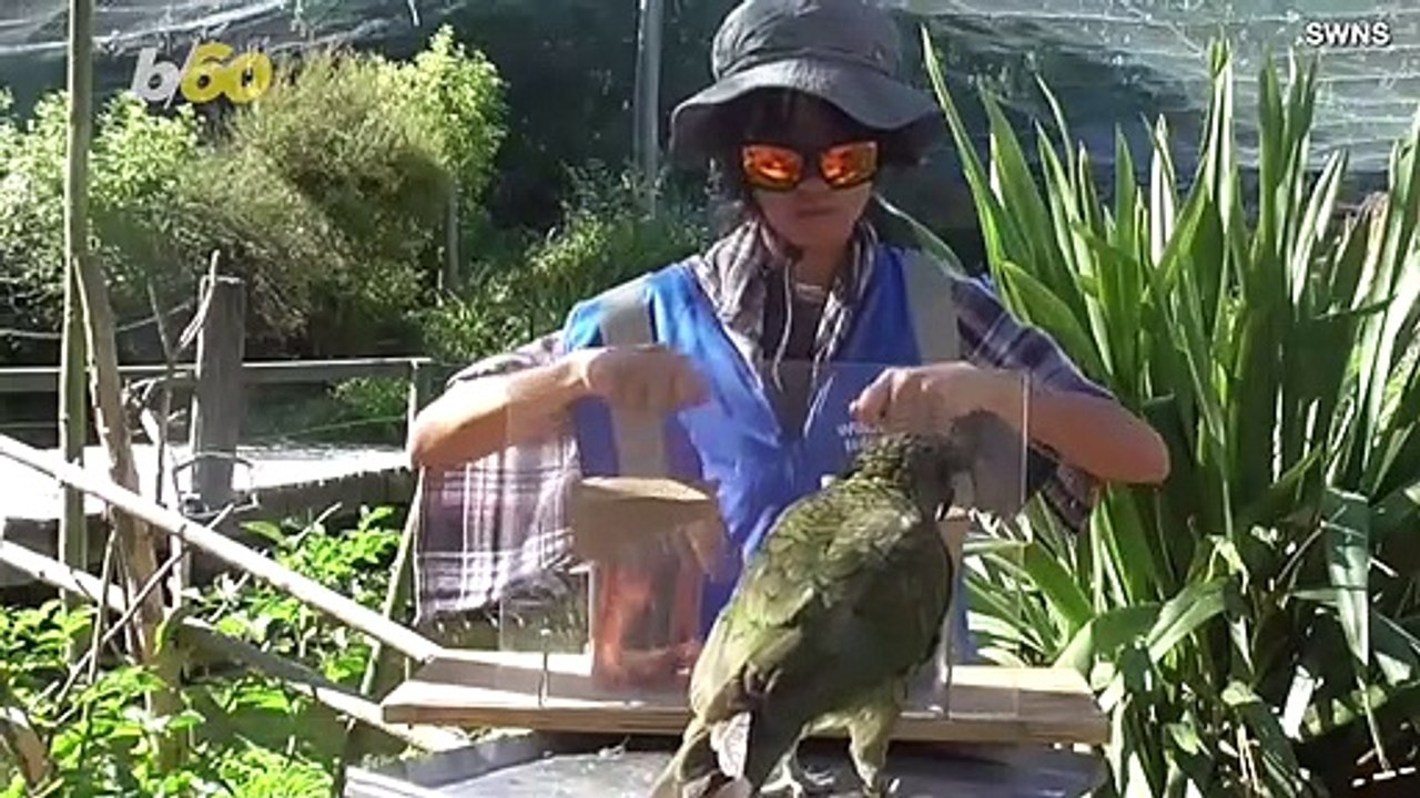 These Endangered Parrots Beat Primates When It Comes to Mathematical Probability