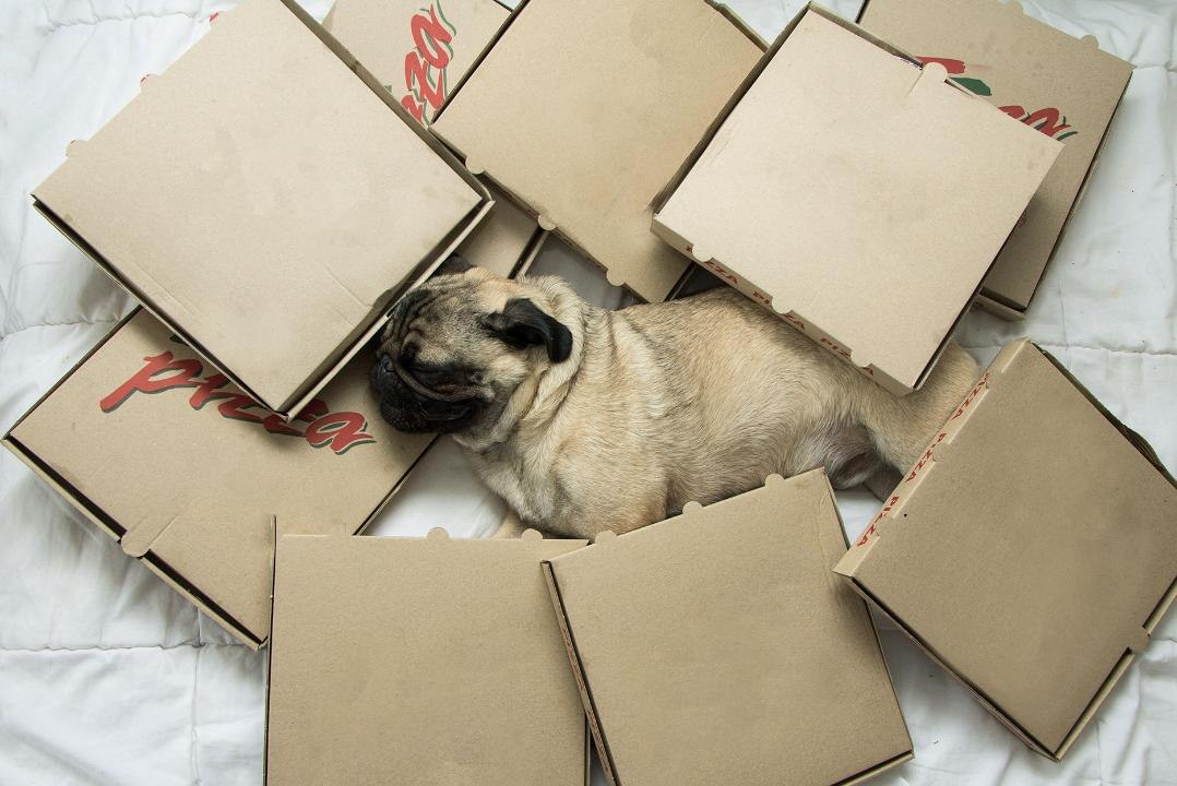 This Pizzeria Is Putting Flyers for Adoptable Dogs on Its Pizza Boxes